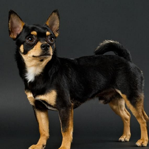 Chó Chihuahua lai màu đen nâu, vóc dáng cân đối và ánh mắt lanh lợi
