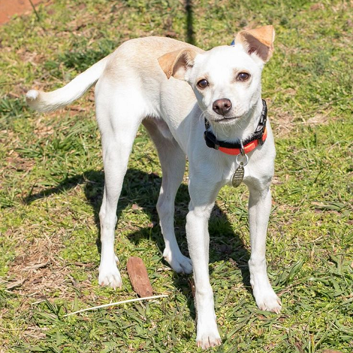 Chó Chihuahua lai Phốc Hươu (Chipin) dáng cao, ngực săn chắc