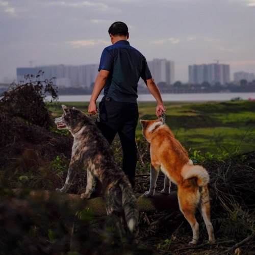 Người đàn ông dắt hai chú chó Akita ngắm cảnh hoàng hôn bên bờ sông.