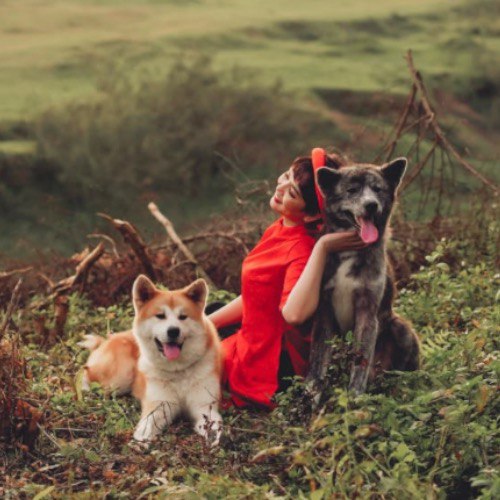 : Chó Akita đỏ và Akita vện chụp tại vườn nhãn Long Biên.