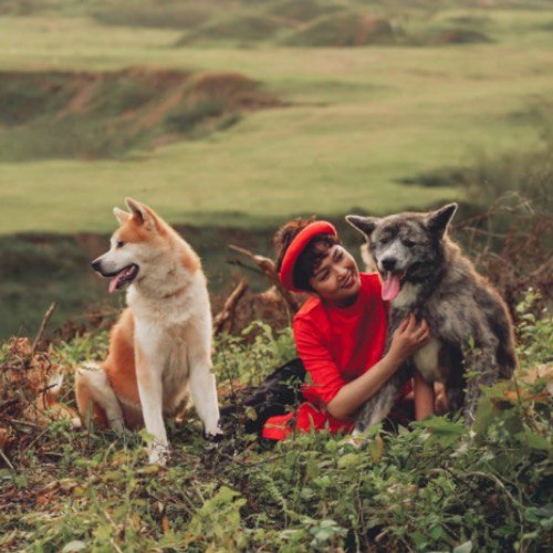 Bộ ảnh chó Akita tại vườn nhãn Long Biên lúc hoàng hôn.
