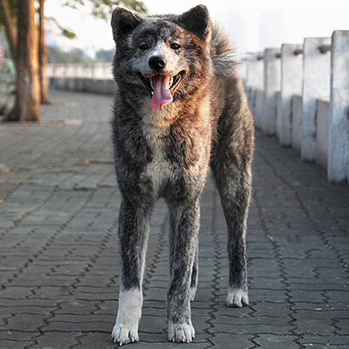 Chó Akita Inu Nhật Bản lông xám trắng, đứng trên vỉa hè, vẻ ngoài trung thành và thông minh.