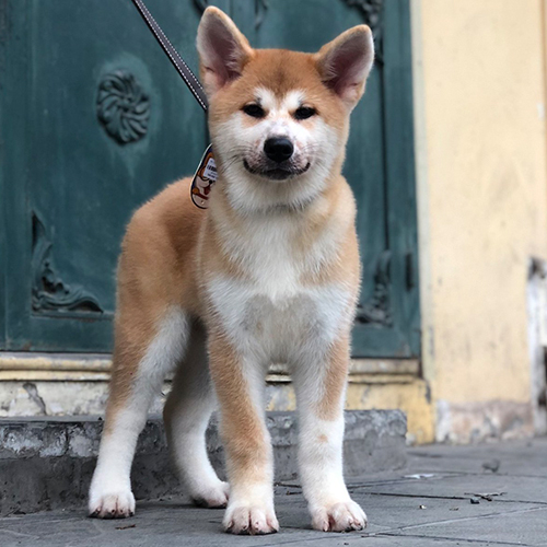 Chó Akita Inu con màu vàng đứng tạo dáng trên vỉa hè, mặt nghiêm nghị, tai dựng và mắt sáng