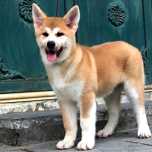 Chó Akita Inu con màu vàng, lông mượt, tai dựng, đứng trước cửa nhà, khỏe mạnh và lanh lợi