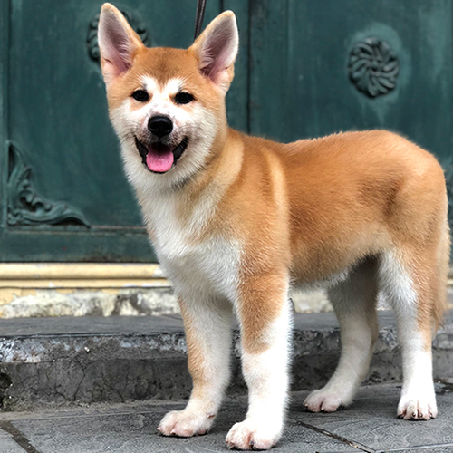 Chó Akita Inu con 3 đến 6 tháng tuổi màu vàng trắng khỏe mạnh, lông mượt và dáng chuẩn