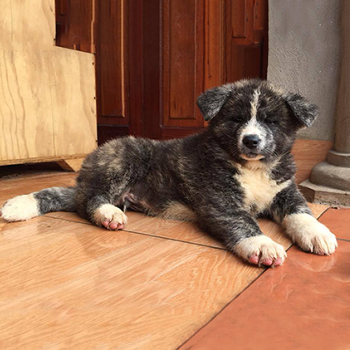 Chó Akita Inu con màu vện nằm nghiêng thư giãn, thân hình chắc khỏe, chân to và lông dày