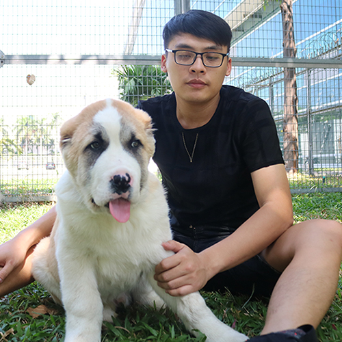 Chó Alabai vàng trắng thuần chủng cùng người chăm sóc
