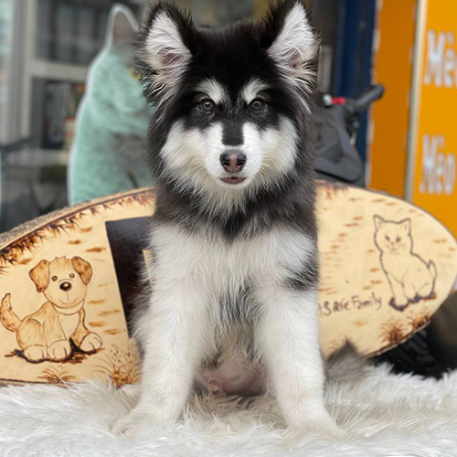Chó Alaska Malamute lông đen trắng, ngồi trên thảm lông, ánh mắt lanh lợi.