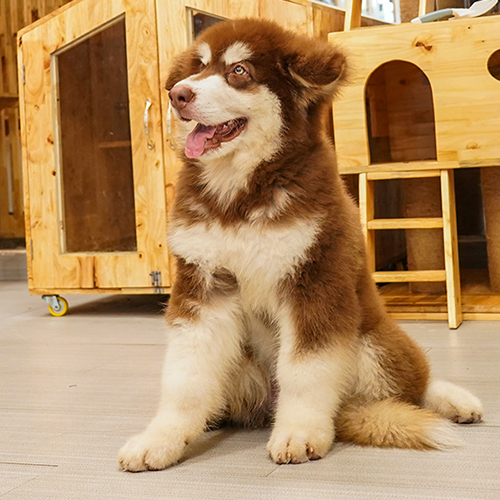 Chó Alaska Giant nâu đỏ ngồi trong chuồng gỗ sạch đẹp