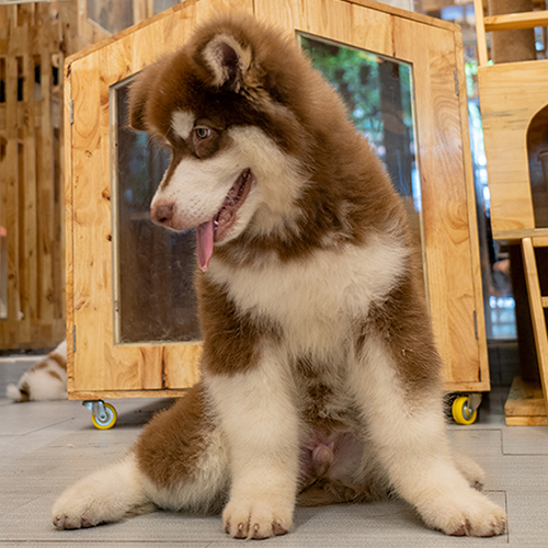 Chó Alaska Giant nâu đỏ ngồi nghiêng, ngoại hình đẹp chuẩn dòng nhập khẩu, lông dày và dáng oai vệ.