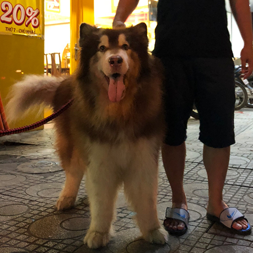 Chó Alaska Malamute đực với thân hình vạm vỡ và tính cách trung thành, thông minh.
