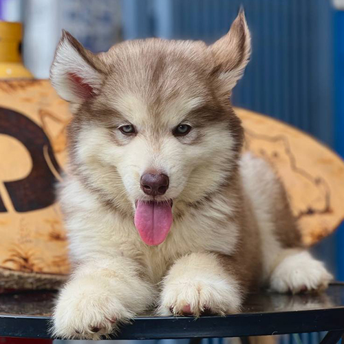 Chó Alaska hồng con khỏe mạnh, được bổ sung đầy đủ canxi