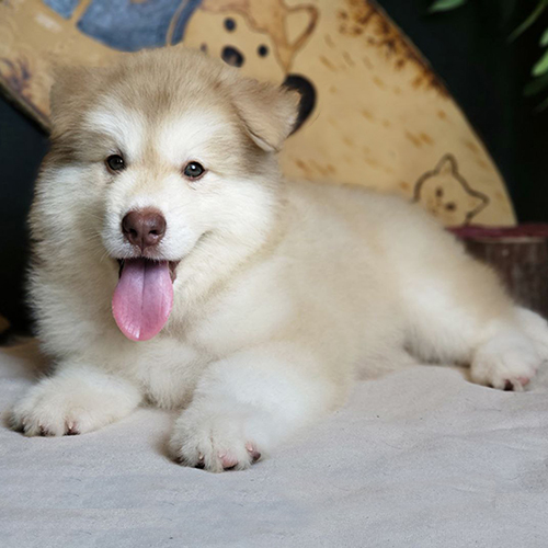 Chó Alaska hồng phấn lông dày nằm thư giãn