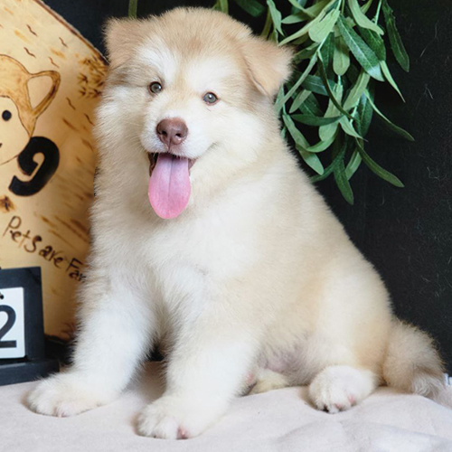 Chó Alaska Malamute hồng phấn 2 tháng tuổi lông xù mềm, ngồi cười dễ thương trước bảng ngày tháng