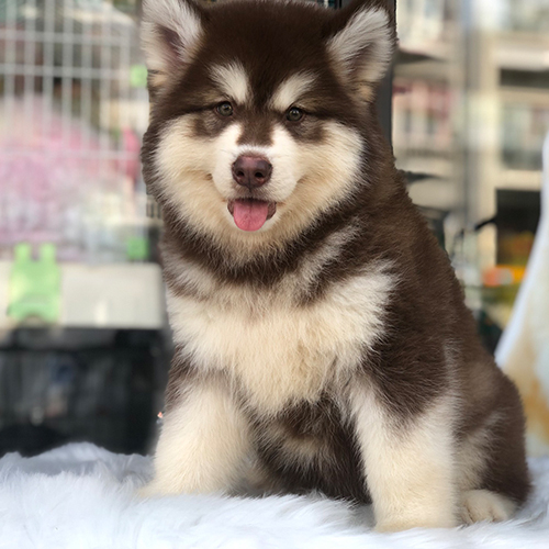 Chó Alaska con lông nâu trắng ngồi ngoan, lưỡi thè dễ thương