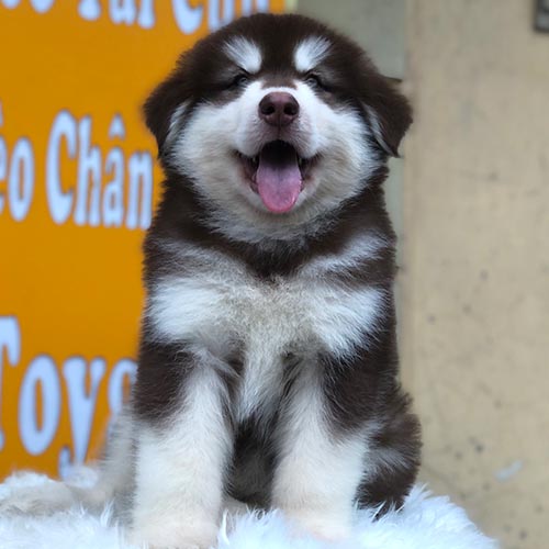 Chó Alaska nâu đỏ đực ngồi cười tươi, nền vàng cam nổi bật