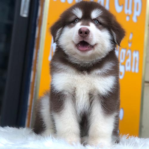 Chó Alaska con với bộ lông mượt mà và đôi mắt sắc sảo, đầy thân thiện.