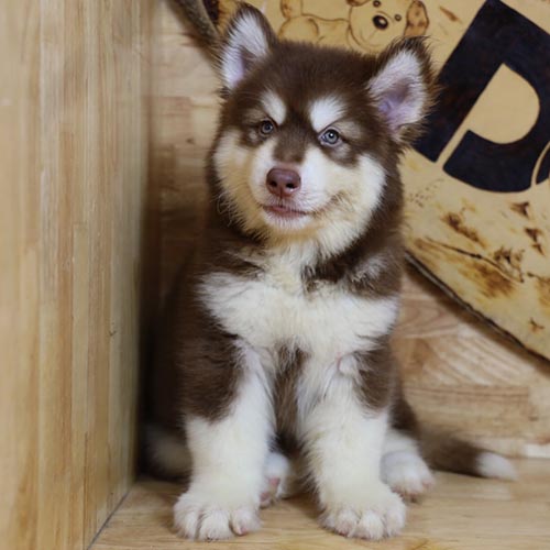 Chó Alaska con màu nâu đỏ ngồi trong góc gỗ