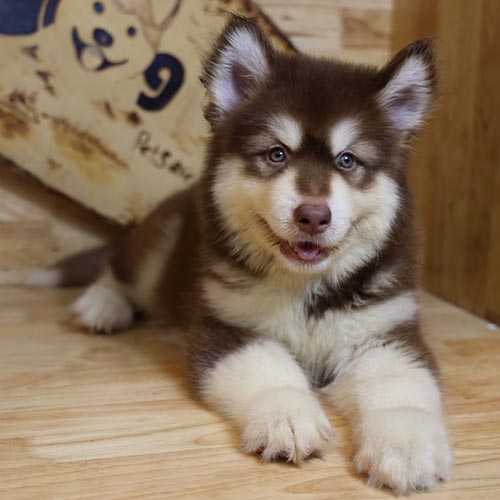 Chó Alaska Malamute lông ngắn, đặc điểm và ngoại hình.