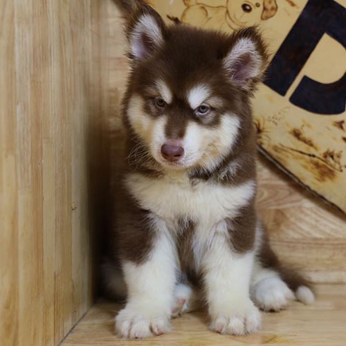 Chó Alaska Malamute đực với ngoại hình mạnh mẽ và trung thành.