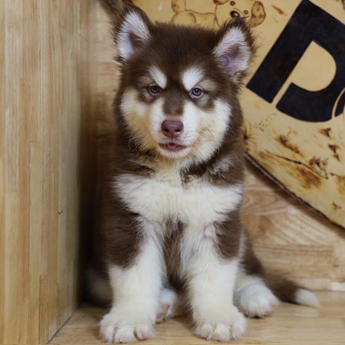 Chó Alaska con thuần chủng lông nâu trắng ngồi nghiêm trang