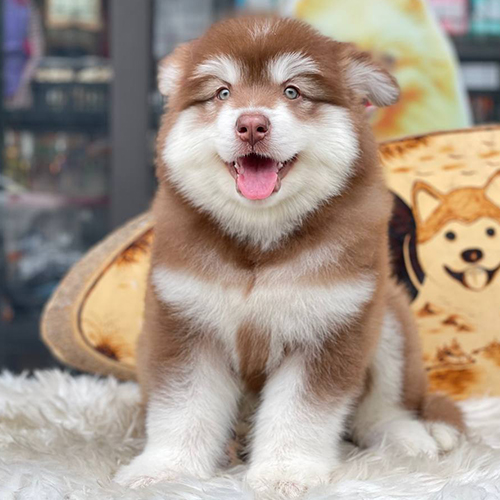 Chó Alaska 3 tháng tuổi màu nâu đỏ dễ thương