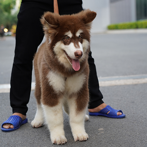 Chó Alaska bự nâu đỏ đứng ngoài đường cùng chủ