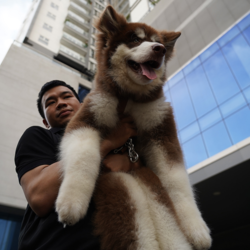 Chó Alaska Giant đực nâu đỏ kích thước lớn oai phong