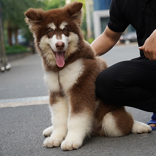 Chó Alaska Giant đực màu nâu đỏ ngồi trên đường, lưỡi thè, được chủ vuốt ve