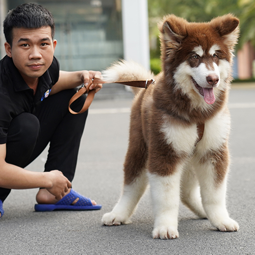 Chó Alaska Giant đực màu nâu đỏ đang được dắt đi dạo, lông dày mượt, vóc dáng to khỏe