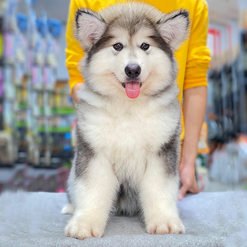 Chó Alaska xám trắng giống Standard lông dày siêu mượt