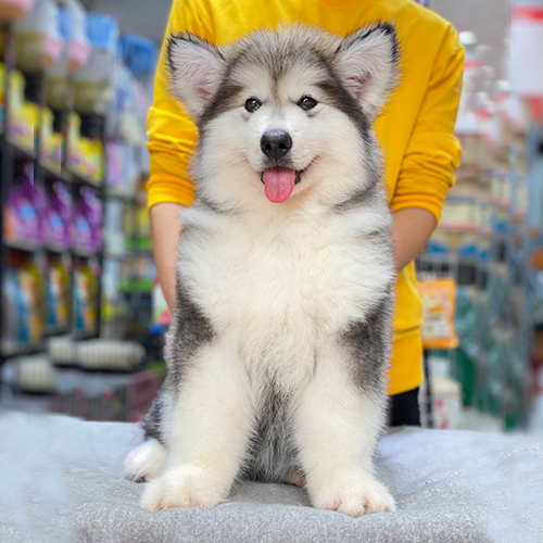Chó Alaska cái lông xám trắng ngồi trên bàn đáng yêu