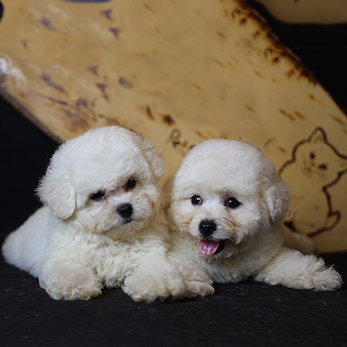 Hai bé chó Bichon Frise lông xoăn trắng nằm cạnh nhau