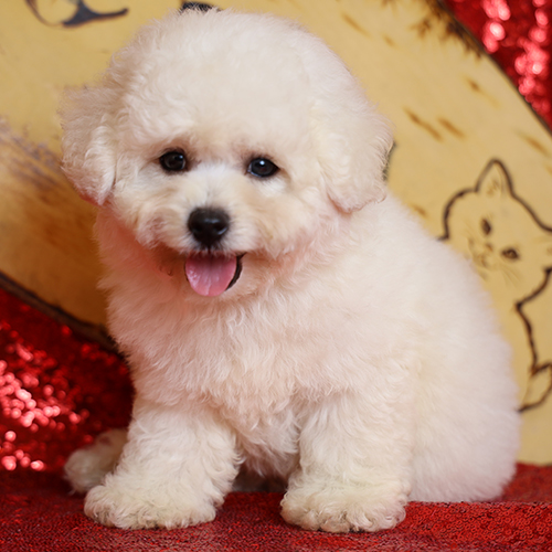 Chó Bichon trắng đáng yêu lông xoăn mềm mại