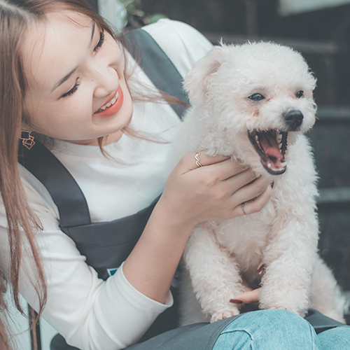 Cô gái vui đùa cùng chó Bichon trắng trong môi trường mát mẻ, thích hợp với khí hậu lạnh.