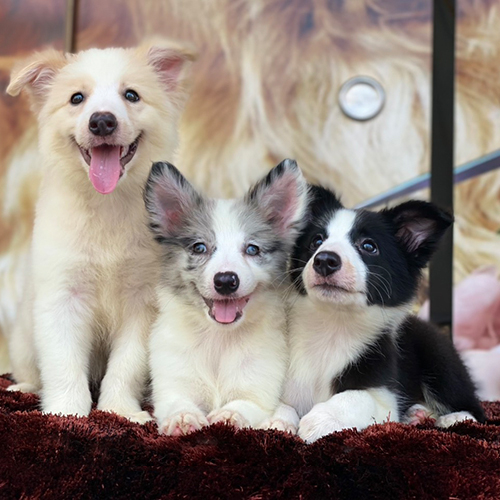 Ba chú chó Border Collie con với ba màu lông khác nhau đang ngồi cạnh nhau