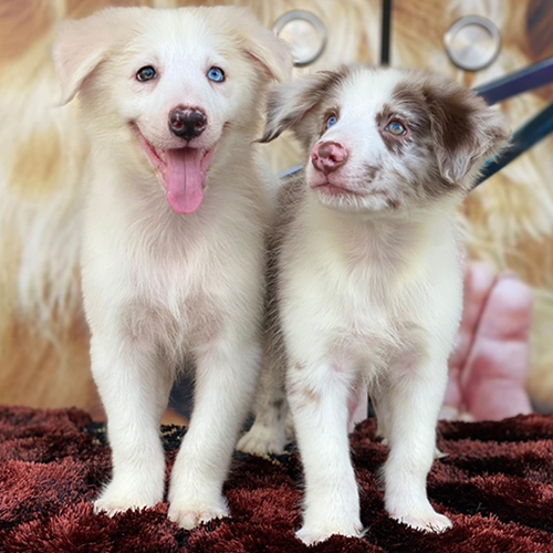 Hai chú chó Border Collie màu vàng trắng và lilac merle với đôi mắt xanh lam nổi bật