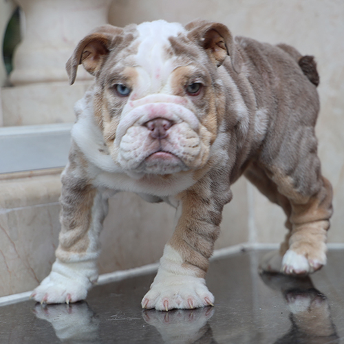 Chó Bulldog con lông khoang, thân hình chắc khỏe, mặt nhăn đặc trưng.