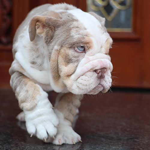 Bulldog Anh thuần chủng nhập khẩu châu Âu với bộ lông loang độc đáo