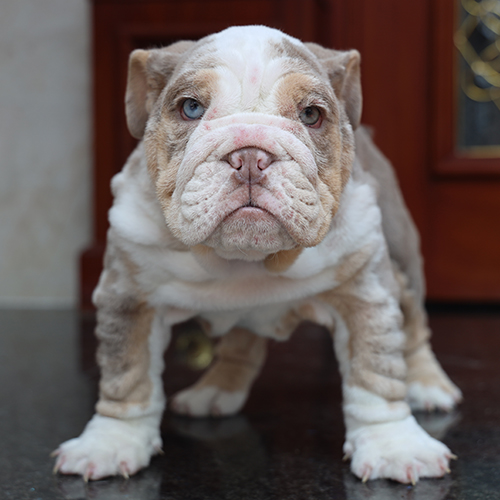 Chó Bulldog Anh thuần chủng nhập khẩu từ châu Âu, dáng vạm vỡ, lông màu hiếm.