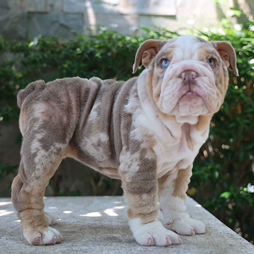 Chó Bulldog con màu merle lông nhăn, dáng đứng chắc khỏe, mắt xanh.