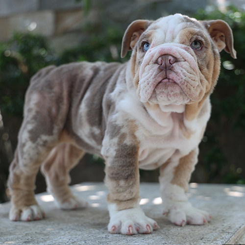 Chó Bulldog Anh thuần chủng lông đốm nâu trắng đứng trên nền xi măng, ánh mắt nghiêm nghị khỏe mạnh.