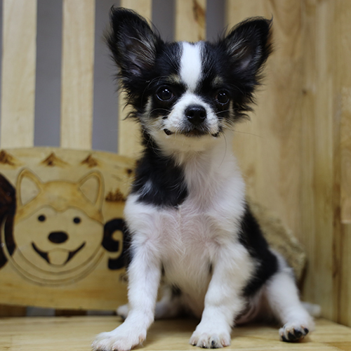 Chihuahua lông dài đen trắng – giống chó cổ được công nhận bởi AKC