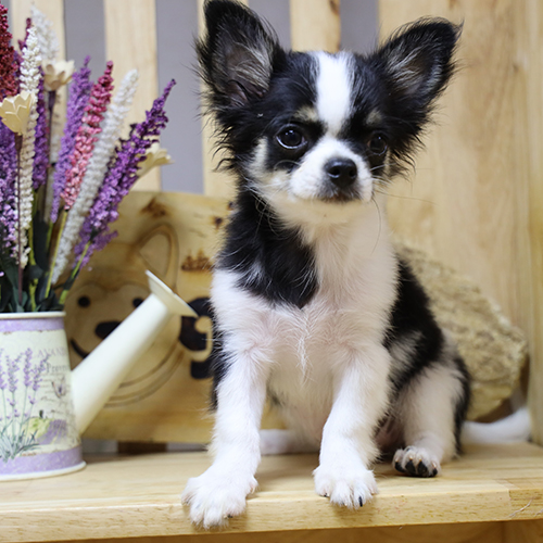 Chihuahua lông dài bò sữa đen trắng đáng yêu