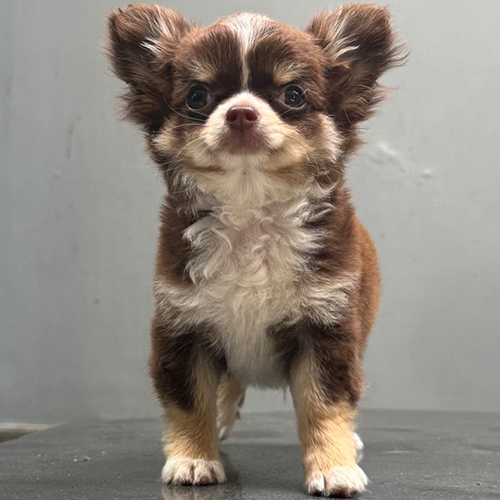 Chihuahua lông nâu trắng đứng nghiêm túc, ánh mắt trầm tư đáng yêu.