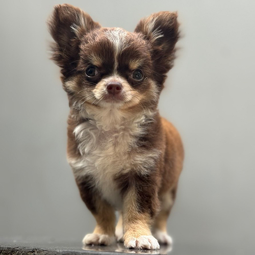 Chó Chihuahua lông dài nâu trắng siêu nhỏ đáng yêu