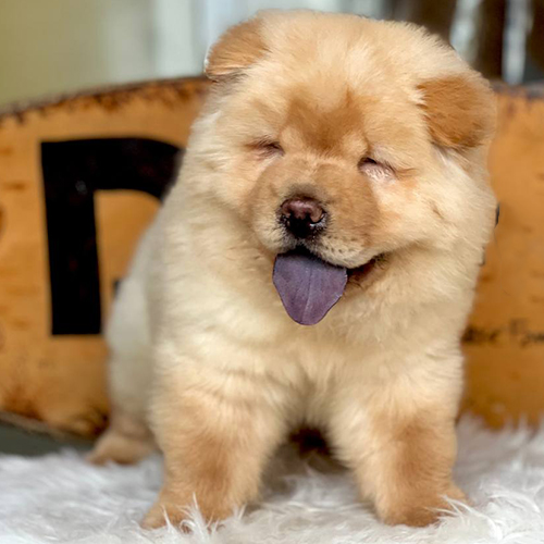 Chow Chow con màu vàng kem lưỡi tím đang ngồi trên thảm trắng