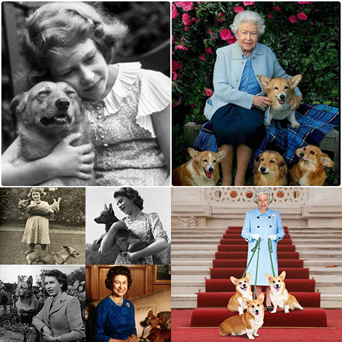 Nữ hoàng Elizabeth II và hơn 30 chú chó Corgi hoàng gia, biểu tượng nổi tiếng của Hoàng gia Anh.