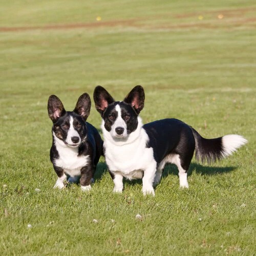 Hai chú chó Cardigan Corgi trên bãi cỏ xanh.