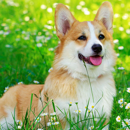 Chó Corgi đáng yêu trên bãi cỏ xanh với bốn chân ngắn, bộ lông vàng trắng.